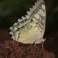 Parthenos sylvia Moore, 1877